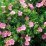 Potentilla fruticosa PRINCESS 'Blink'