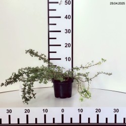 Potentilla fruticosa PRINCESS 'Blink'