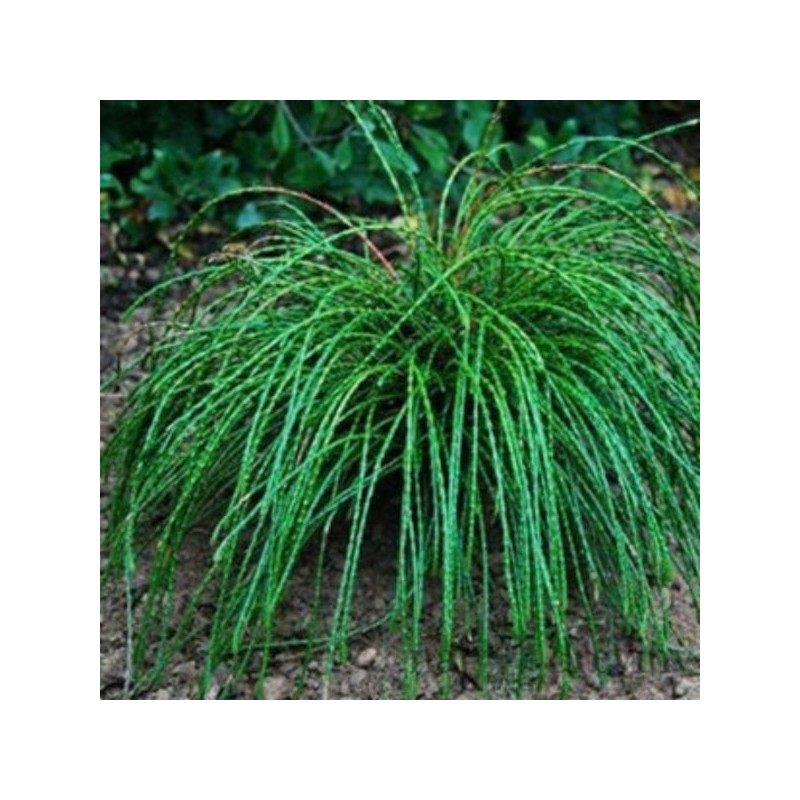 Thuja plicata 'Whipcord'