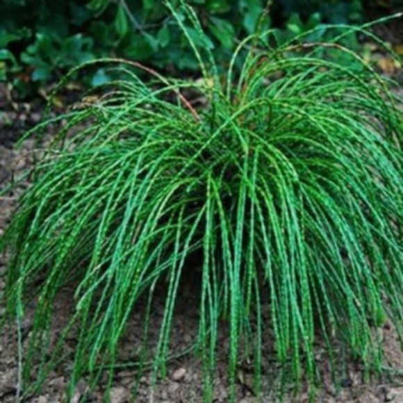 Thuja plicata 'Whipcord'