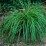 Thuja plicata 'Whipcord'