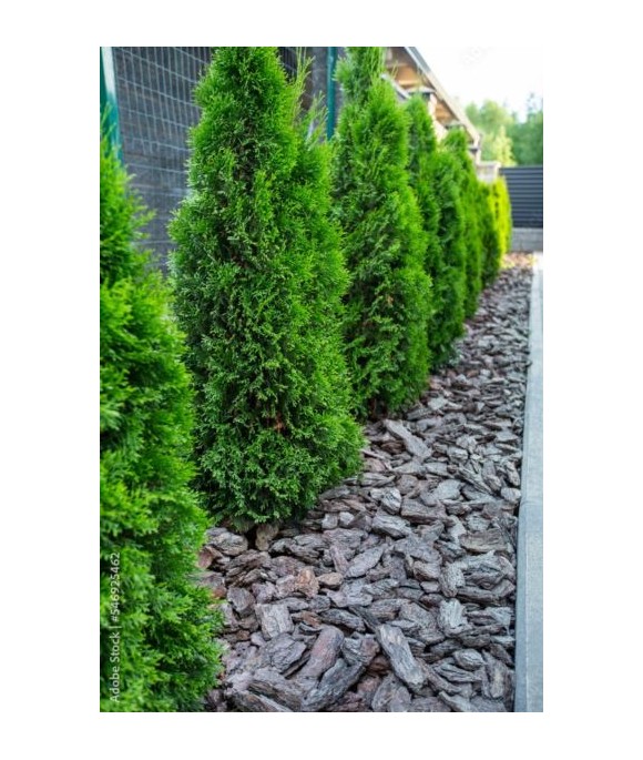 Thuja occidentalis 'Smaragd'