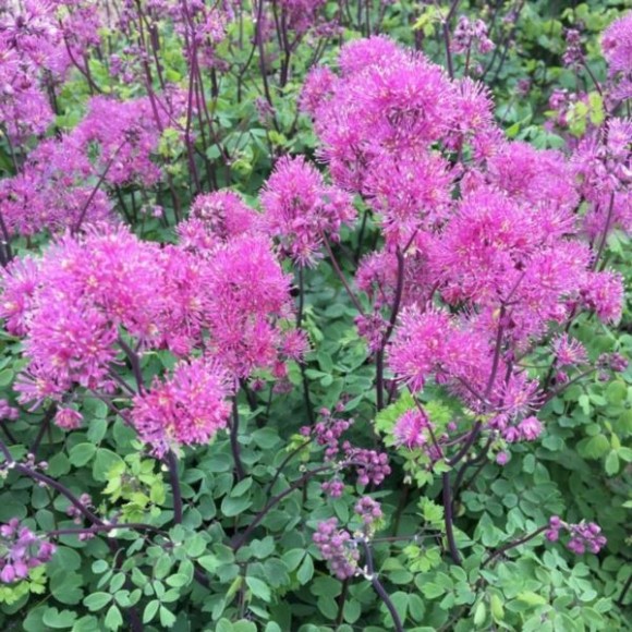 Thalictrum CENSATION LITTLE PINKIE 'Little Pinkie'