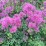 Thalictrum CENSATION LITTLE PINKIE 'Little Pinkie'