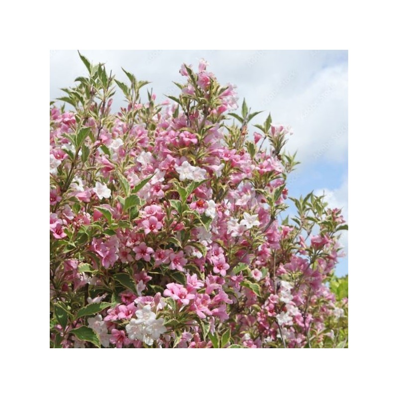 Weigela florida 'Variegata'