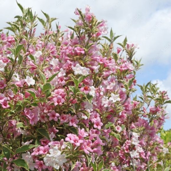 Weigela florida 'Variegata'