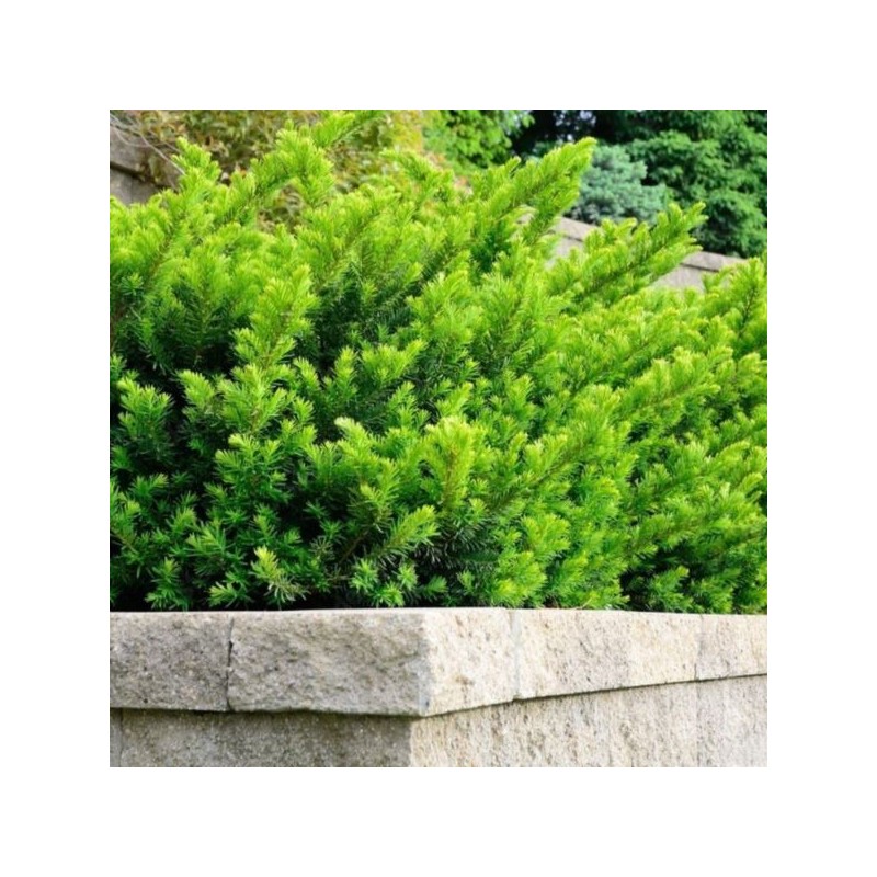 Taxus ×media 'Farmen'