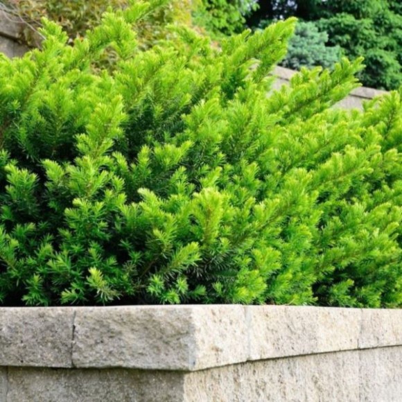 Taxus ×media 'Farmen'