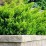 Taxus ×media 'Farmen'
