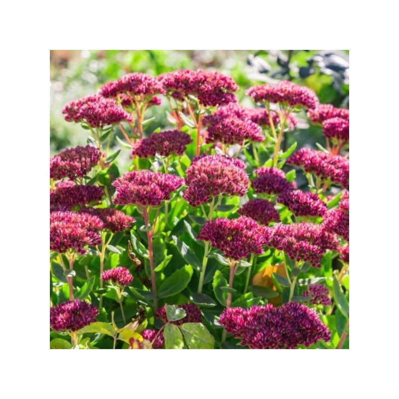 Sedum 'Bloody Mary' PBR