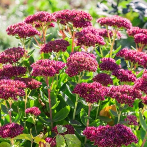 Sedum 'Bloody Mary' PBR