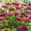 Sedum 'Bloody Mary' PBR