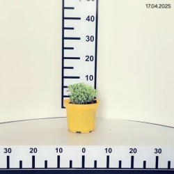 Sedum 'Bloody Mary' PBR