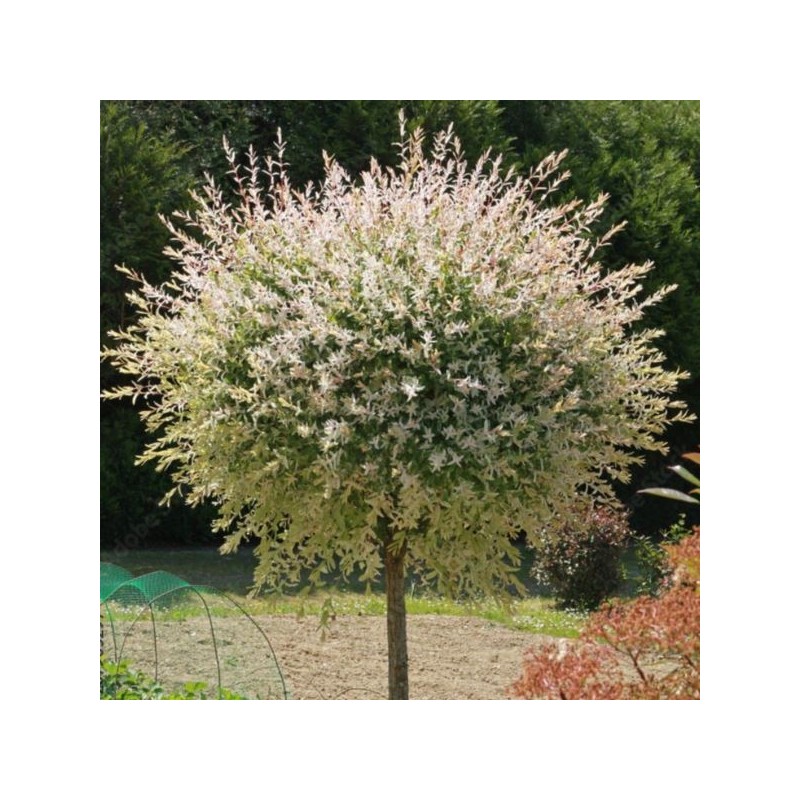 Salix integra 'Flamingo' PBR