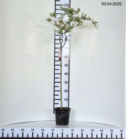 Salix integra 'Flamingo' PBR