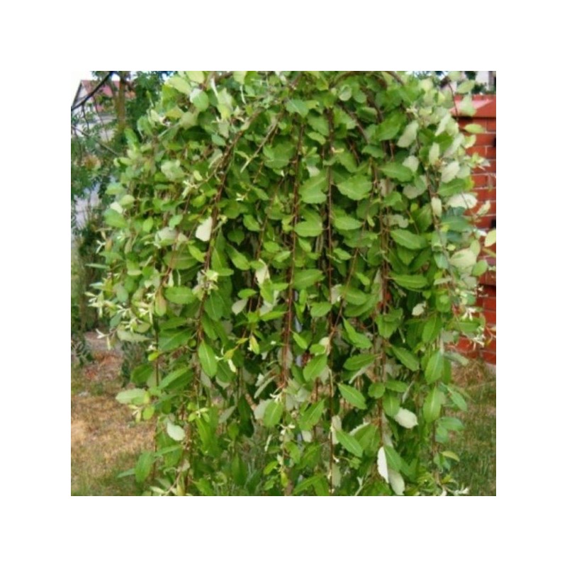 Salix integra 'Pendula'