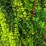 Berberis thunbergii 'Erecta'