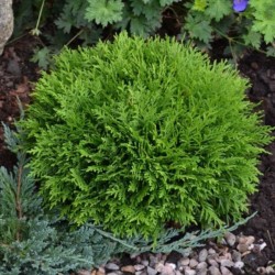 Thuja occidentalis 'Tiny Tim'