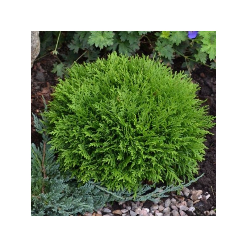 Thuja occidentalis 'Tiny Tim'