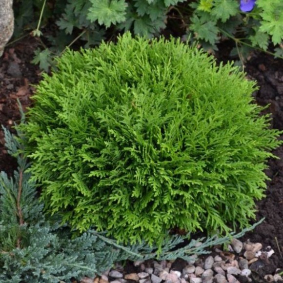 Thuja occidentalis 'Tiny Tim'