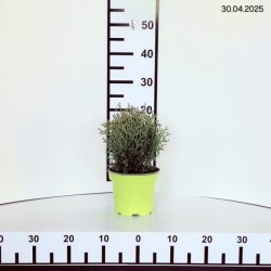 Thuja occidentalis 'Tiny Tim'