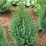 Juniperus chinensis 'Stricta'