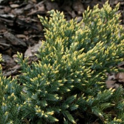 Juniperus squamata 'Dream Joy'