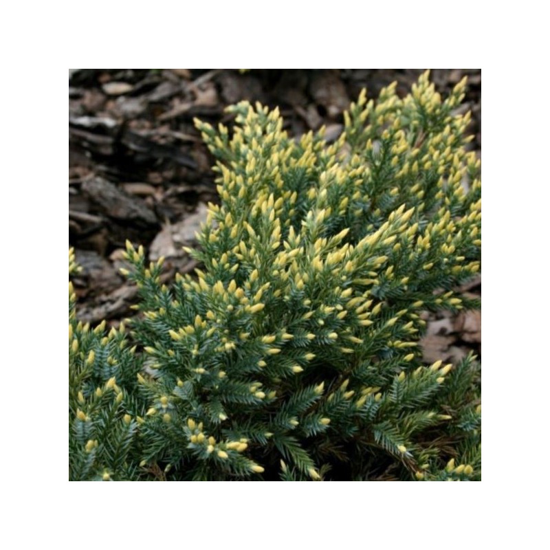 Juniperus squamata 'Dream Joy'