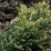 Juniperus squamata 'Dream Joy'