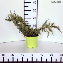 Juniperus squamata 'Dream Joy'