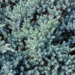 Juniperus squamata 'Blue...