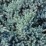 Juniperus squamata 'Blue Compact'