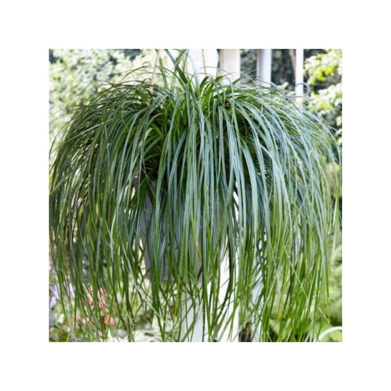 Carex RIBBON FALLS 'ET CRX02'