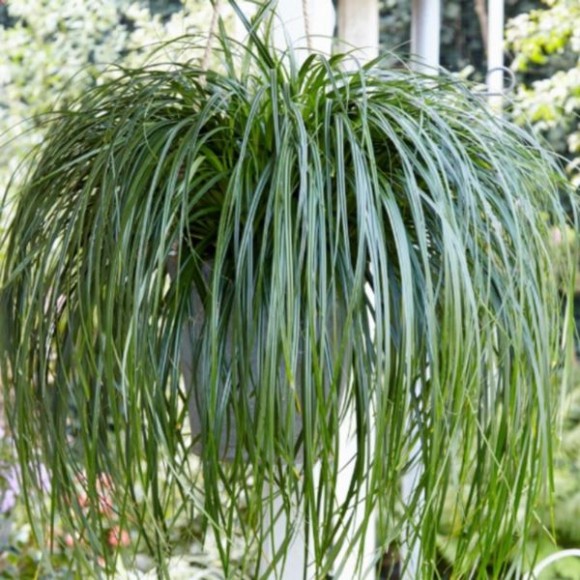 Carex RIBBON FALLS 'ET CRX02'