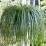 Carex RIBBON FALLS 'ET CRX02'