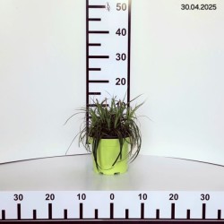 Carex RIBBON FALLS 'ET CRX02'