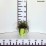 Carex RIBBON FALLS 'ET CRX02'