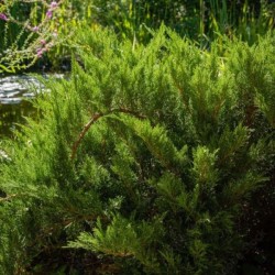 Juniperus sabina...