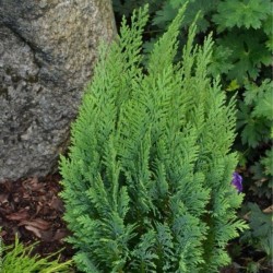 Chamaecyparis lawsoniana...
