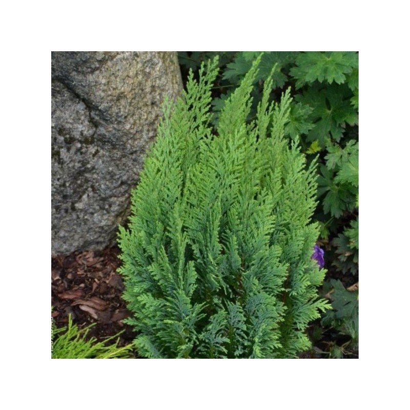 Chamaecyparis lawsoniana 'White Spot'
