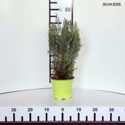 Chamaecyparis lawsoniana 'White Spot'