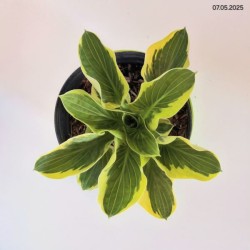 Hosta 'Brim Cup'