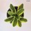 Hosta 'Brim Cup'