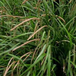 Carex pendula