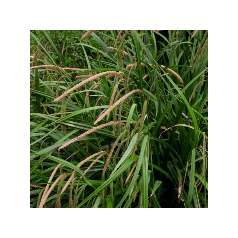 Carex pendula