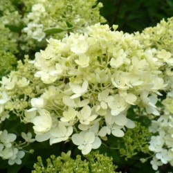 Hydrangea p. 'Bombshell' PBR