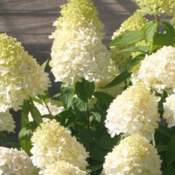 Hydrangea p. MAGICAL SWEET...