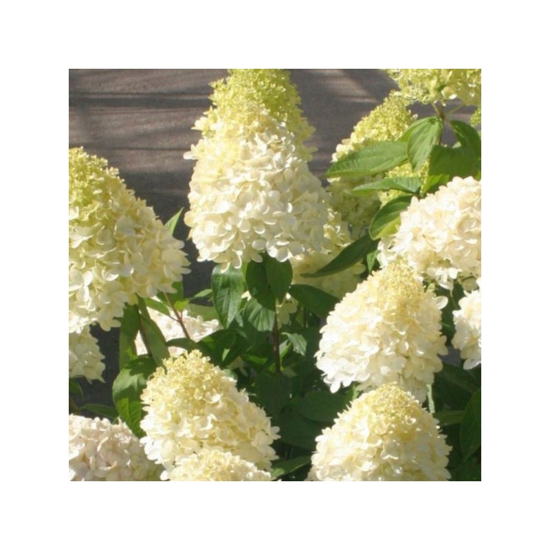 Hydrangea p. MAGICAL SWEET SUMMER 'Bokrathirteen'