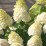 Hydrangea p. MAGICAL SWEET SUMMER 'Bokrathirteen'
