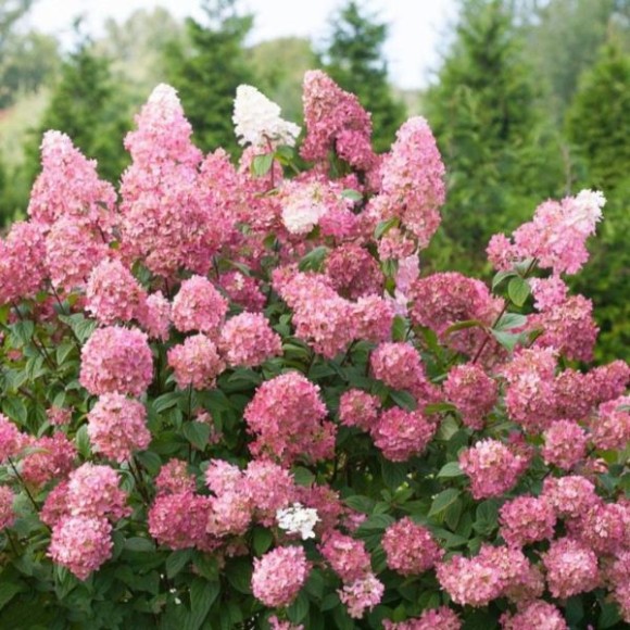 Hydrangea p. 'Pink Lady'